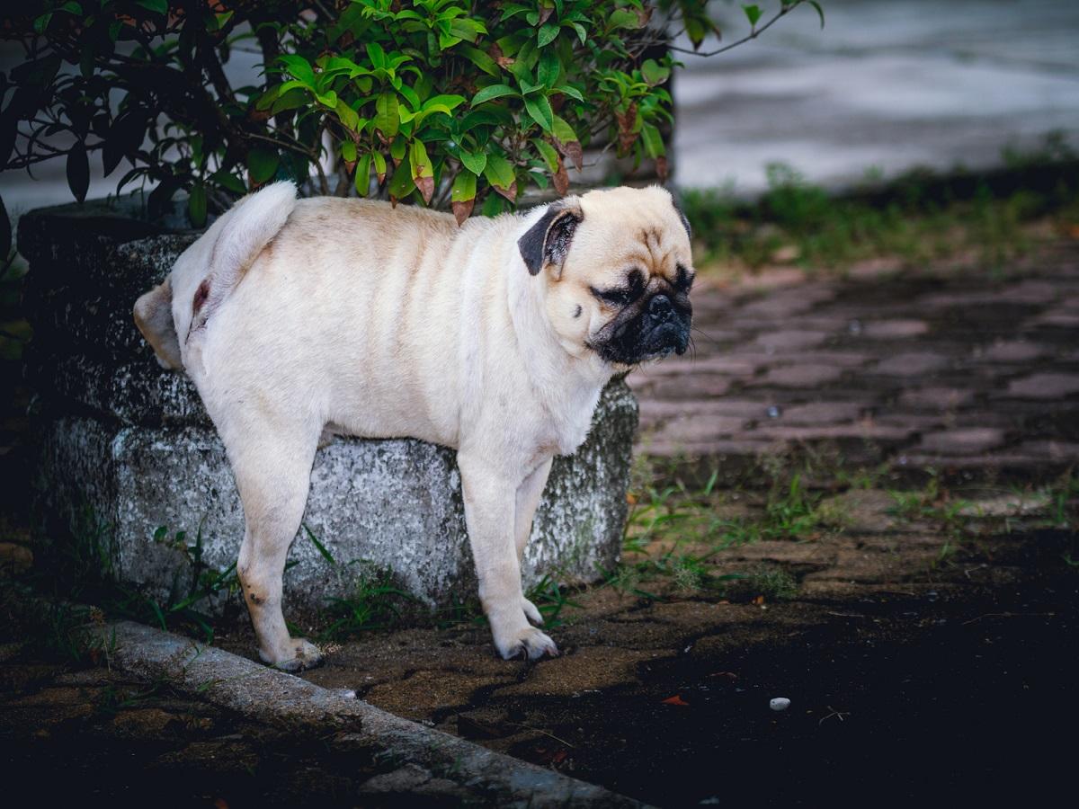 Blasenentzündung beim Hund Der Pfoten Freund