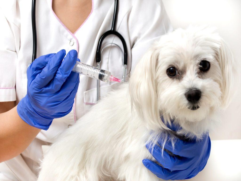 Diabetes beim Hund Erkennen und Behandeln. Vorsicht Lebensgefahr!