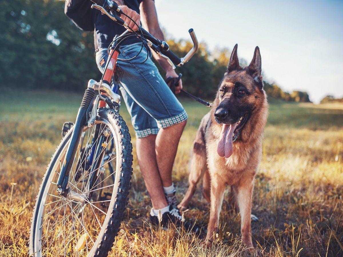 Fahrrad fahren mit Hund Welche Voraussetzungen müssen erfüllt sein