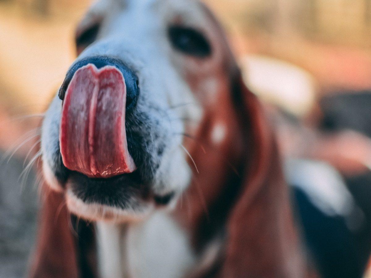 Husten beim Hund Zwingerhusten Ansteckungsgefahr für andere Hunde