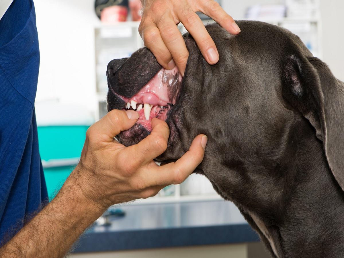 Lefzenekzem beim Hund Welche Hundearten sind besonders betroffen