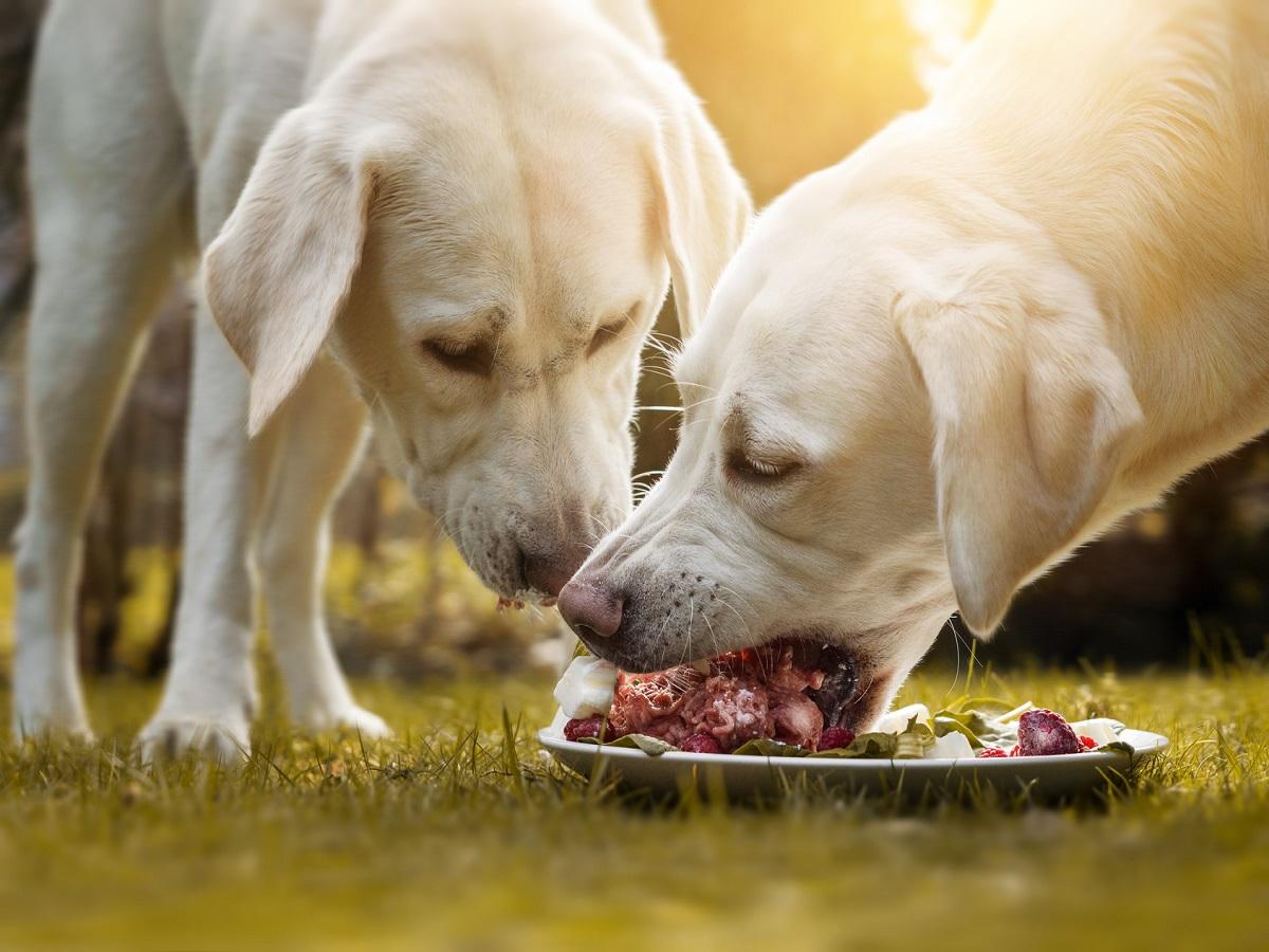 Magendrehung beim Hund Symptome Ursachen und Behandlung