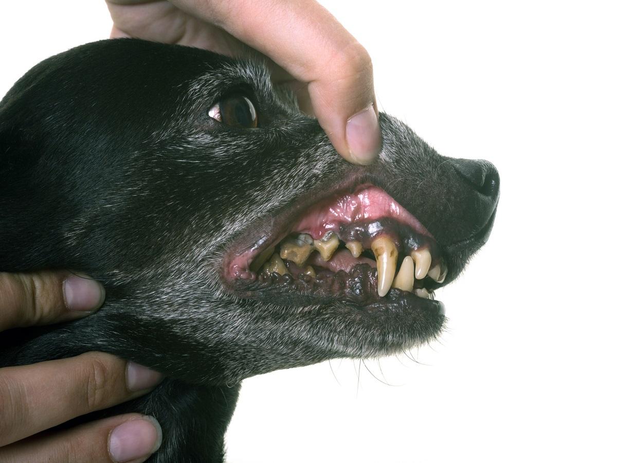 Alter Hund Verliert Zähne Hund mit starkem Gebiss beißt in grünen