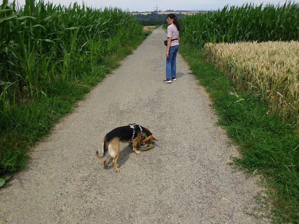 Spaziergang mit Hund interessant machen Abwechslung beim Gassi
