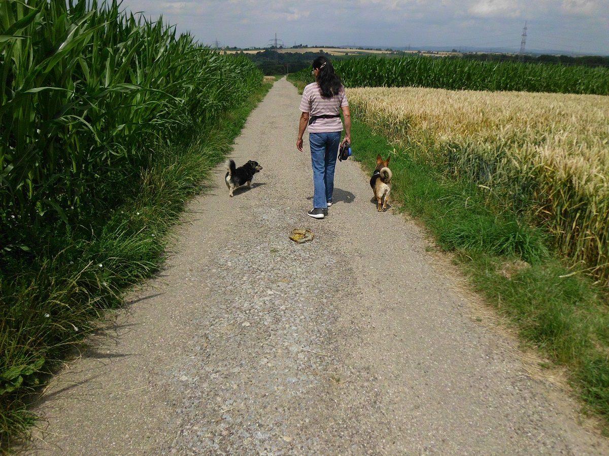 Spaziergang mit Hund interessant machen Abwechslung beim Gassi