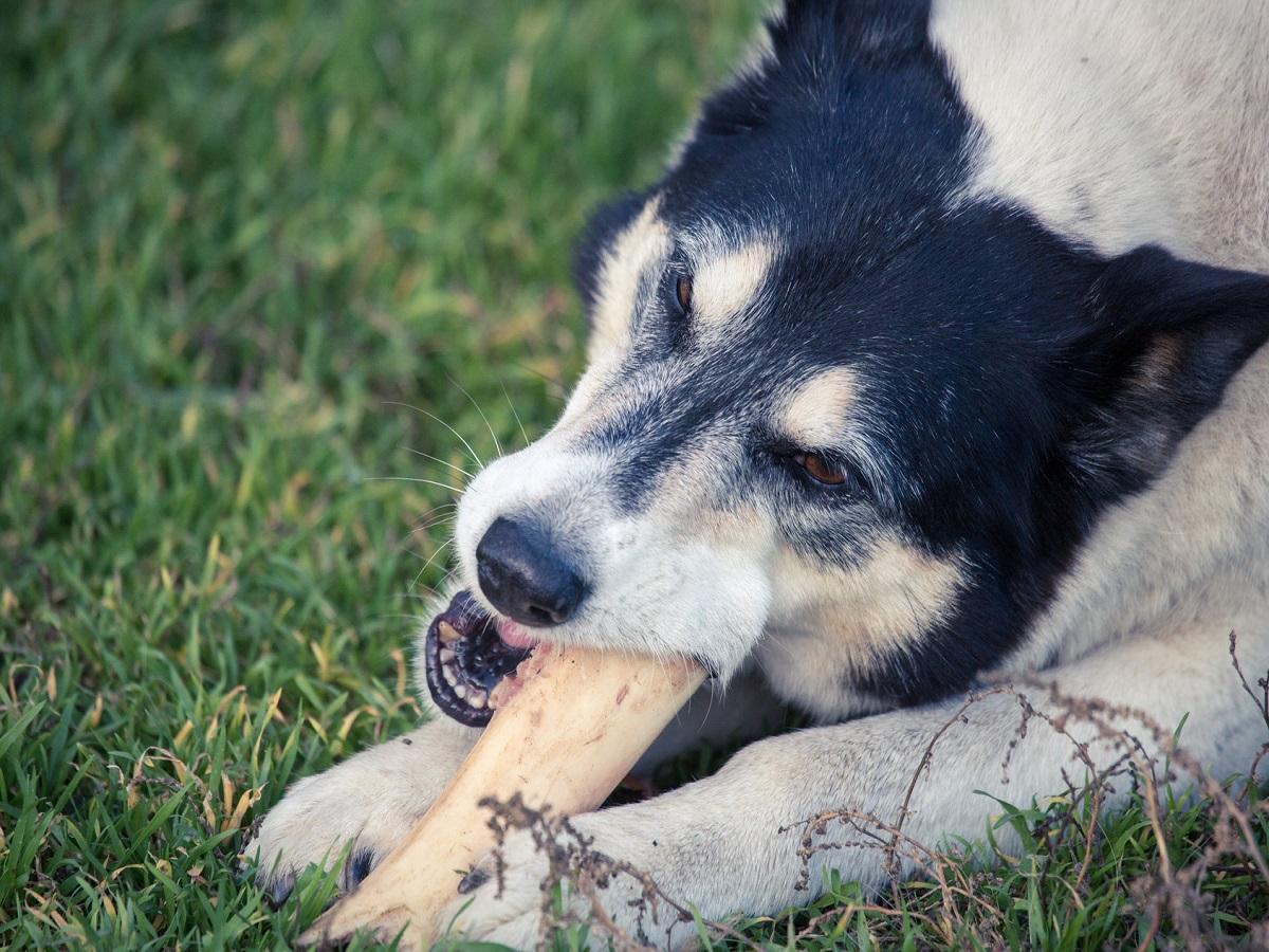 Zahnstein beim Hund kann zu schlimmen Erkrankungen führen